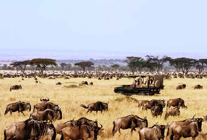 SERENGETI NATIONAL PARK (Serengeti, Tanzânia) Criado em 1951. O Serengeti é famoso pelas vastas planícies e pela Grande Migração de mais de um milhão de gnus. Reprodução: Flipar