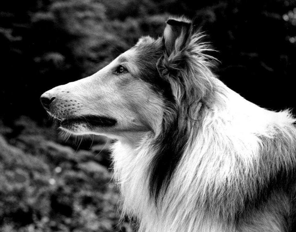 Este é Pal, cachorro que atuou como Lassie em seus primeiros filmes e série para a TV. Foto: Reprodução