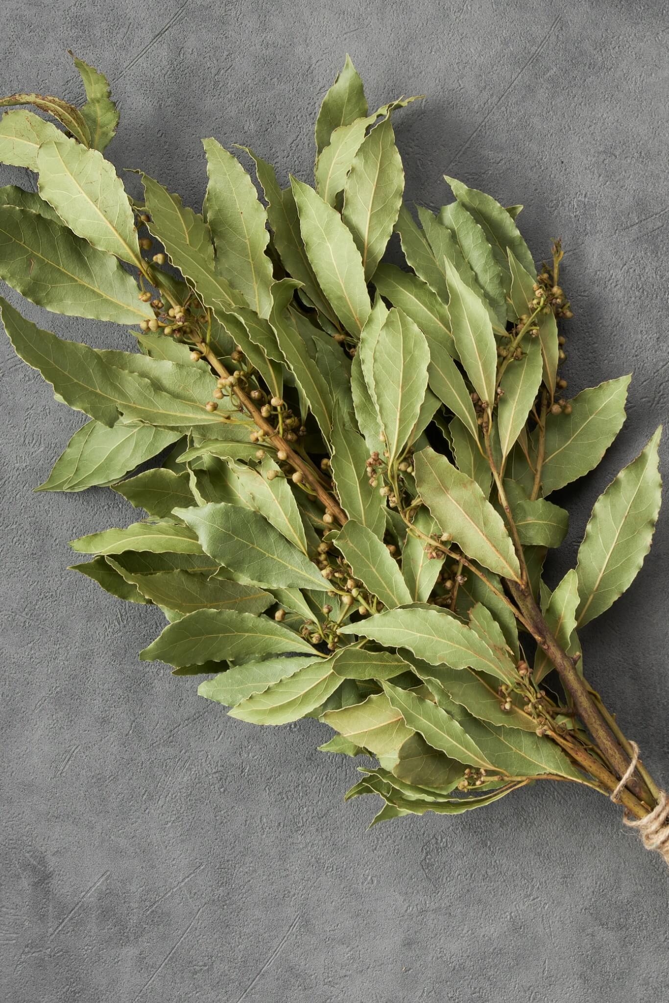 Muito utilizado como tempero na cozinha, o louro também possui propriedades que ajudam a eliminar as cargas negativas. Os rituais com a erva são muito comuns desde a Antiguidade. Isso porque ela possui efeito protetor, ajudando a abrir caminhos. Além disso, pode ser utilizada visando atrair dinheiro e prosperidade para 2025. A seguir, a espiritualista Kélida Marques ensina como usar o louro em simpatias. Confira! Reprodução: EdiCase