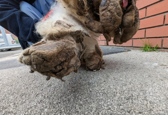 O cachorro estava com dificuldades para se locomover. Foto: Reprodução/RSPCA