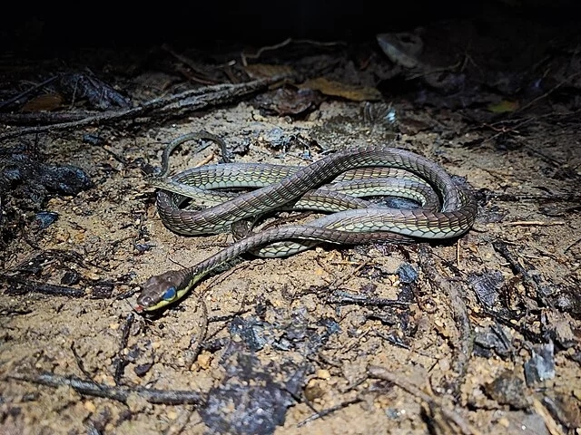 Dendrelaphis cyanochloris
Cobra-arbórea encontrada no Sudeste Asiático. Possui um tom azul metálico. Reprodução: Flipar