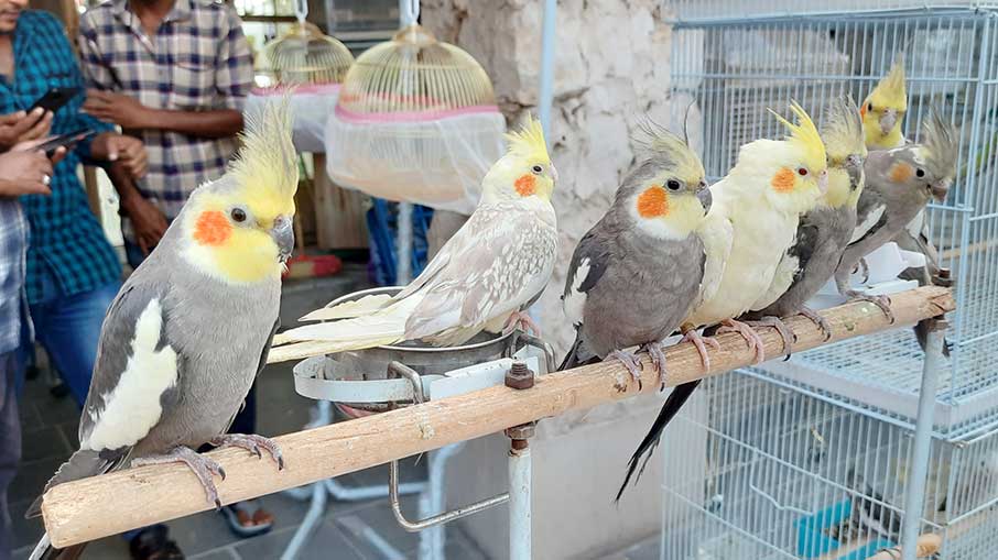 Pássaros vendidos no Souq Waqif, em Doha, no Catar. Foto: Felipe Carvalho