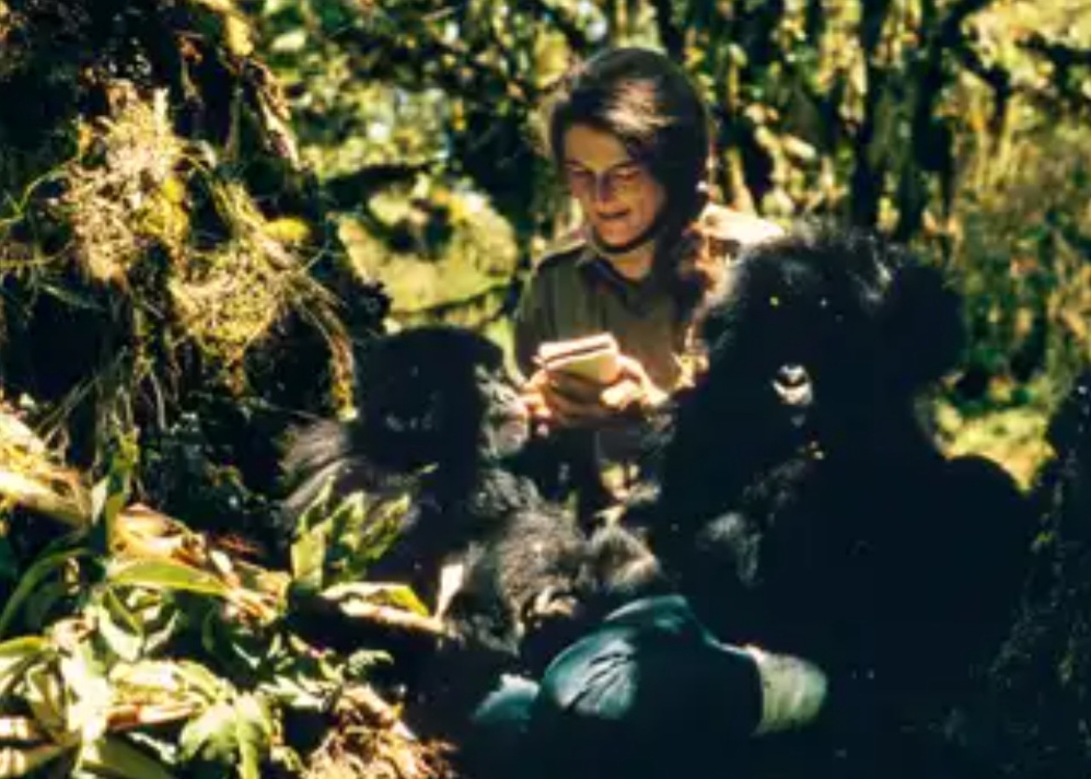 O filme se baseia na vida real da pesquisadora Dian Fossey, que viveu durante anos na selva, convivendo e estudando os primatas. Ela foi assassinada por exploradores que matavam os animais para comércio.  Reprodução: Flipar