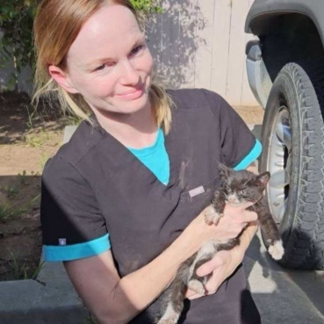 O felino foi resgatado por funcionários da San Diego Humane Society. Foto: Reprodução/San Diego Humane Society