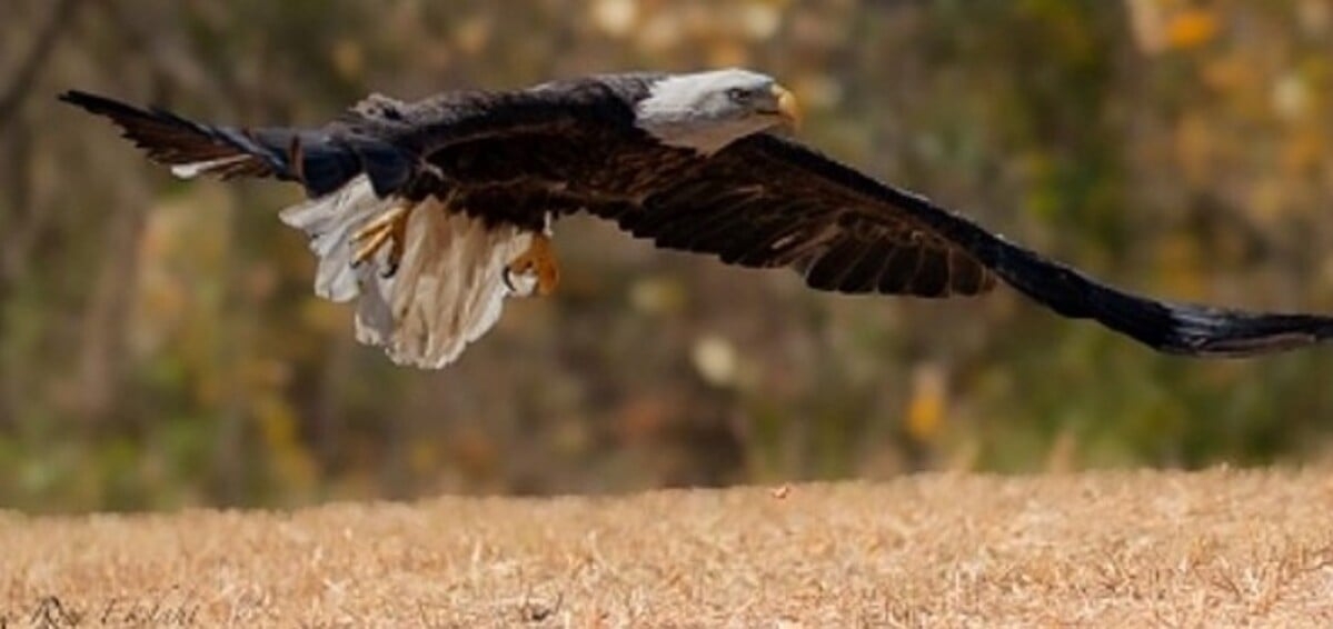 O resgate foi bem sucedido e as águias encaminhadas para Raven Ridge, um local especializado em reabilitação de animais. No local, as aves passaram por testes de saúde e foram detectados apenas pequenos arranhões e hematomas. 
 Reprodução: Flipar