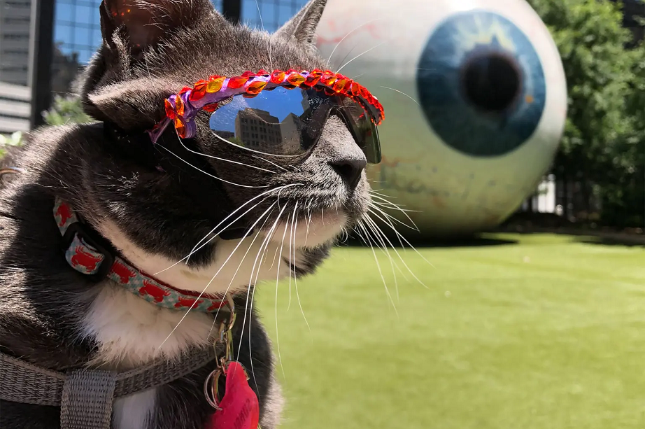 Bagel nasceu com uma condição que impede o desenvolvimento das pálpebras . Foto: Reprodução/Instagram/Sunglasscat