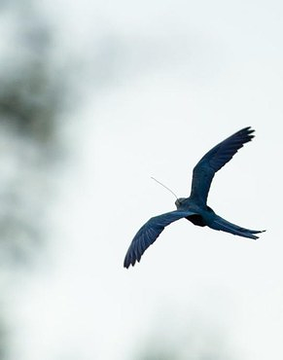 Ararinha-azul (Cyanopsitta spixii). Foto: Foto: Rodrigo Agostinho/Presidente do Ibama