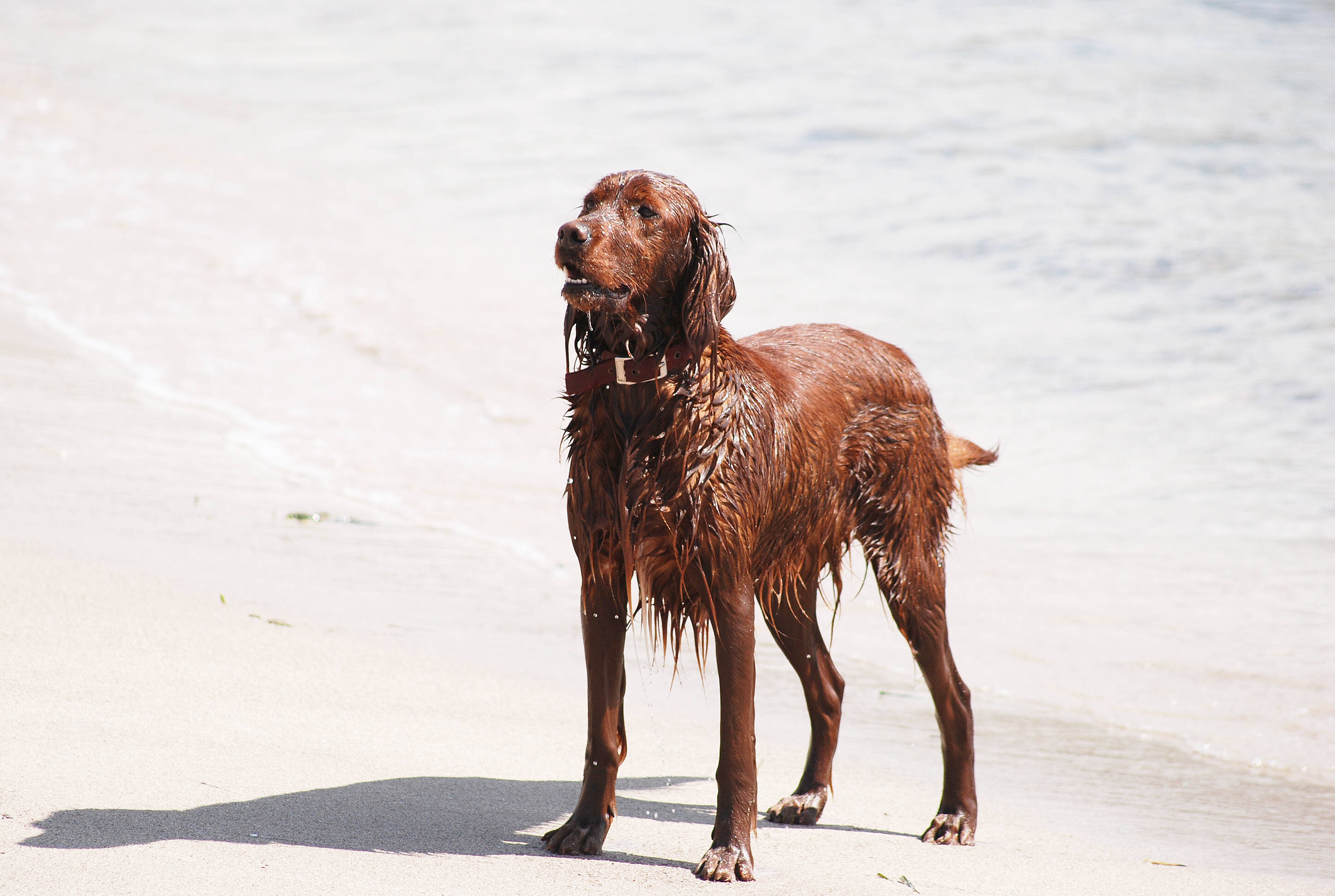 Conheça as raças de cachorro que são amantes da água e exímios nadadores. Foto: reprodução shutterstock