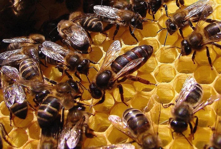 Como resultado, as mercadorias geradas pela polinização das abelhas correspondem a cerca de 10% do Produto Interno Bruto (PIB) agrícola e representam uma cifra superior a US$ 200 bilhões por ano, mundialmente. Reprodução: Flipar