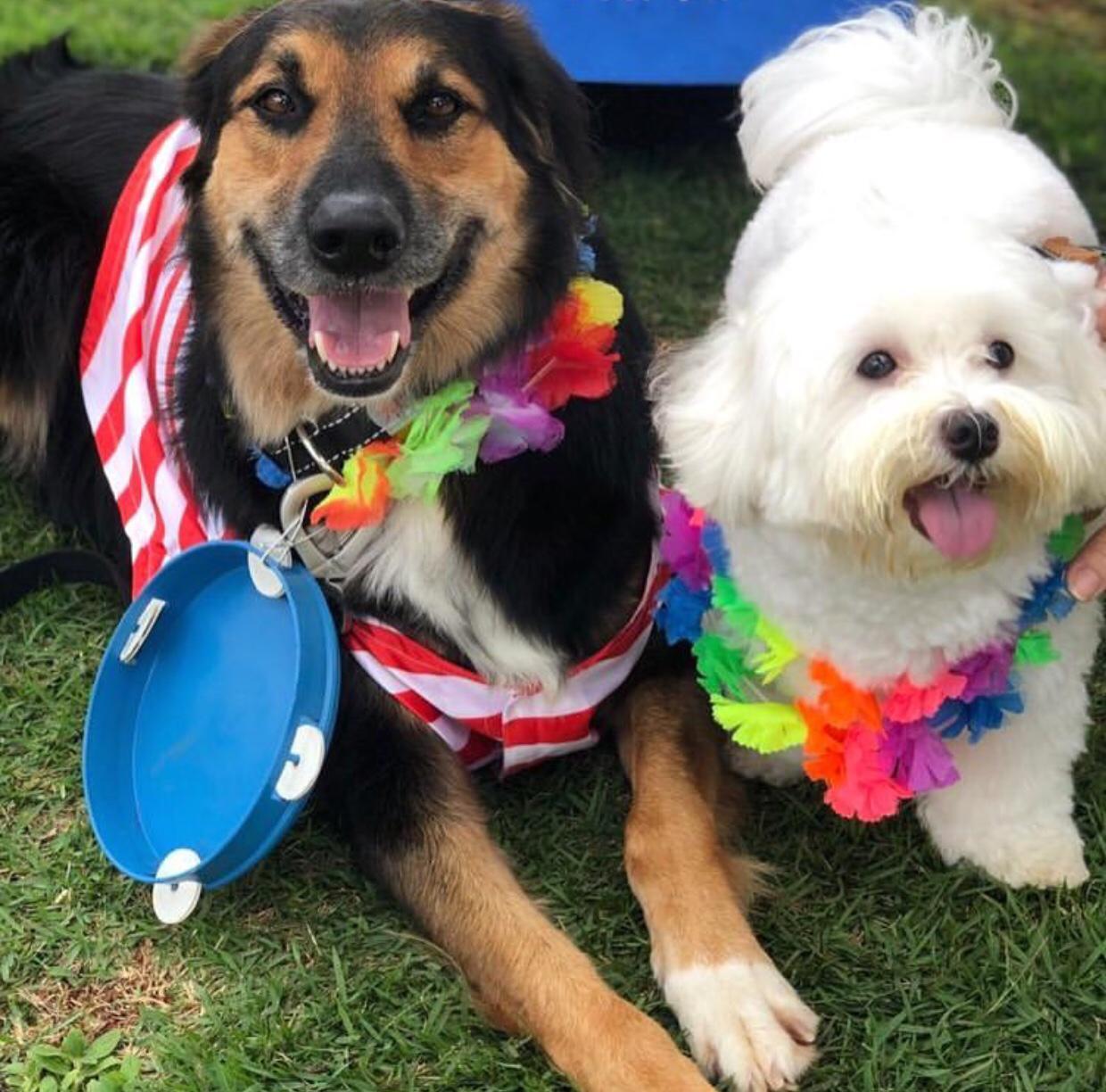 Bailinho de Carnaval pet friendly com entrada gratuita Divulgação