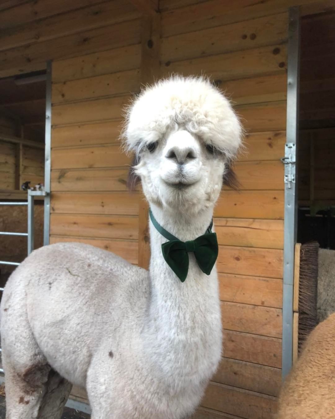 Fazenda oferece casamentos de alpaca: animais usam laços para se misturar com os convidados. Foto: Reprodução/Instagram
