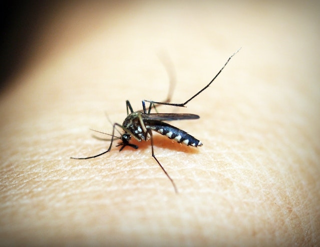 Em São Paulo, 7 pessoas morreram de dengue até 30/1. Todas no interior (Jacareí, Pindamonhangaba, Bebedouro e Dois Córregos).  Reprodução: Flipar