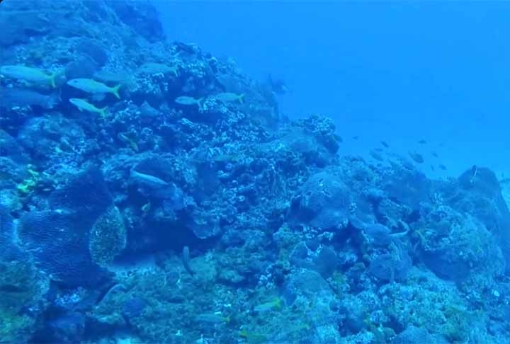 Veja espécies curiosas de seres, que habitam as profundezas do oceano. Reprodução: Flipar