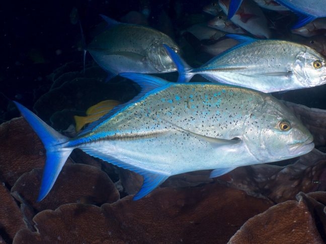 Com o aquecimento dos oceanos, o atum-rabilho está migrando para águas mais frias, como o litoral de Massachusetts e a Islândia, a uma velocidade de 4 a 10 km por ano.  Reprodução: Flipar