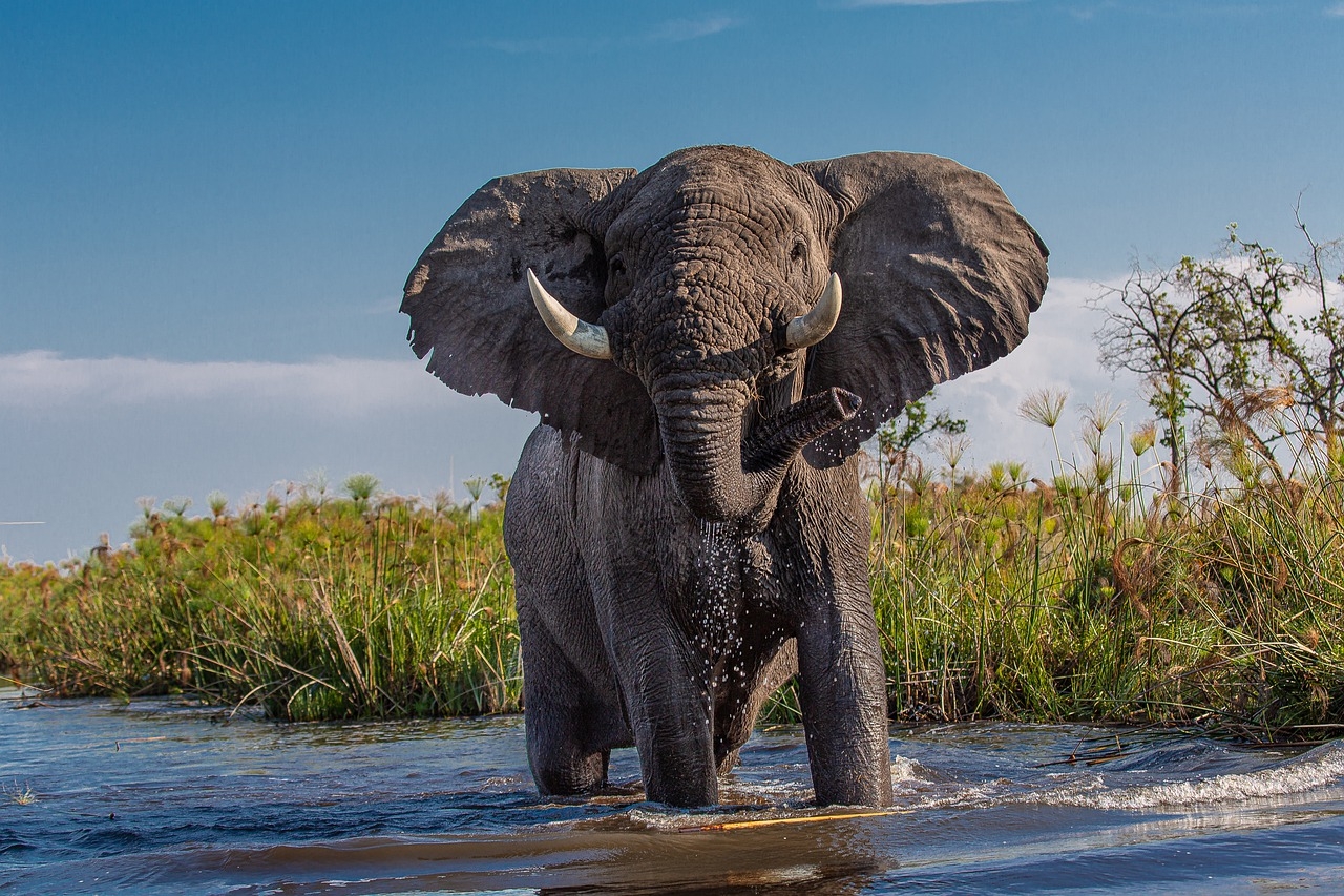 Um dos animais mais conhecidos e impressionantes do mundo, com certeza, é o elefante. Imponente, ele chama a atenção pelo seu peso e tamanho, além de ter um jeito, de certa forma, inocente para um animal tão grandioso.  Reprodução: Flipar