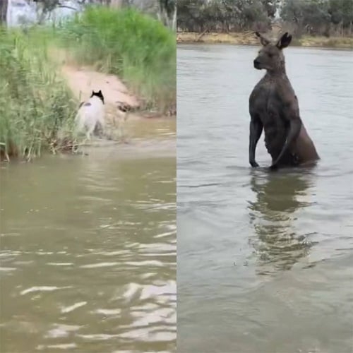 NÃO CHEGUE PERTO DESSE ANIMAL!