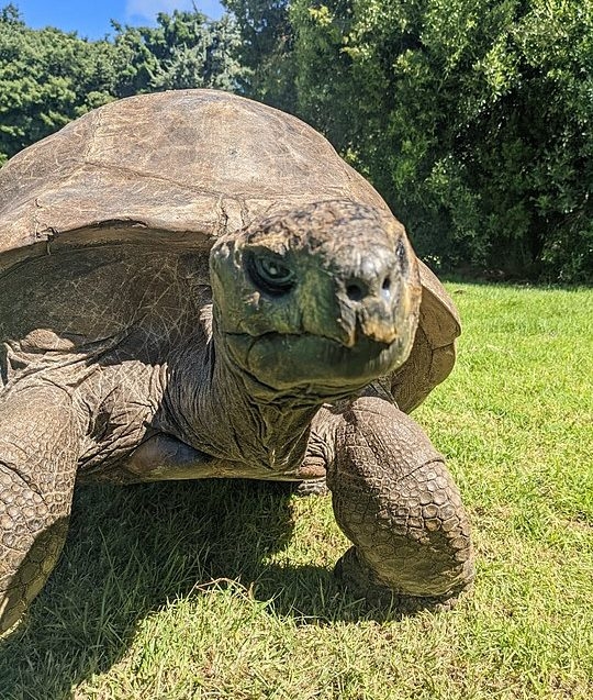 A tartaruga Jonathan é o animal terrestre mais velho do mundo. Tem 191 anos de idade e bateu o recorde, fazendo parte do livro  Guinness dos recordes. Reprodução: Flipar