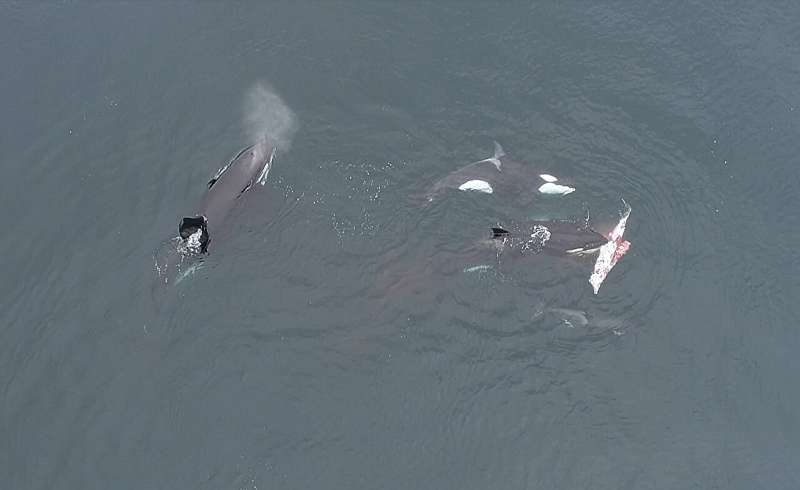 Eles conseguiram documentar a matriarca, batizada de Dakota, matando um golfinho e deixando partes do animal para o grupo.  Como as orcas fazem parte da família dos golfinhos, os cientistas divulgaram o flagrante e destacaram que ainda não sabiam que elas faziam esse tipo de alimentação.  Reprodução: Flipar