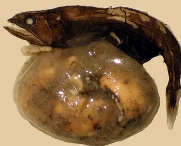 Engolidor-negro - Esse peixe é pequeno. Não passa de 10cm. Mas é perigoso para muitas presas, pois seu estômago comporta 10 vezes o seu tamanho. E sua boca abre o suficiente para ele coma presas duas vezes maior que ele. Reprodução: Flipar