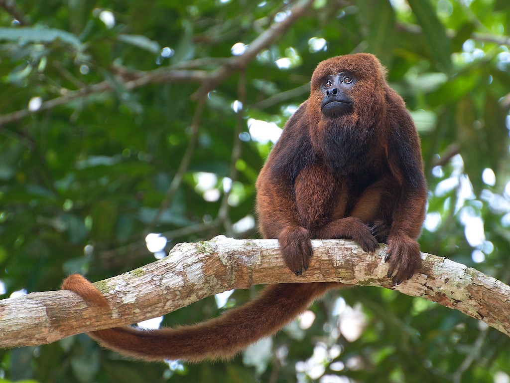 Os macacos Bugio habitam florestas tropicais, principalmente no Brasil, Argentina e México. São herbívoros e vivem em média 20 anos. Medem até 80 cm e pesam até 7 kg. A sua pelagem apresenta diferentes cores, variando do marrom escuro ao ruivo.  Reprodução: Flipar