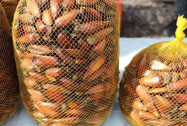 O pinhão vem da espécie de araucária pinheiro-do-paraná e é a semente da pinha, estrutura reprodutiva dessa árvore. O pinhão destaca-se pelo sabor e textura peculiar, formado pela casca e amêndoa.  Reprodução: Flipar