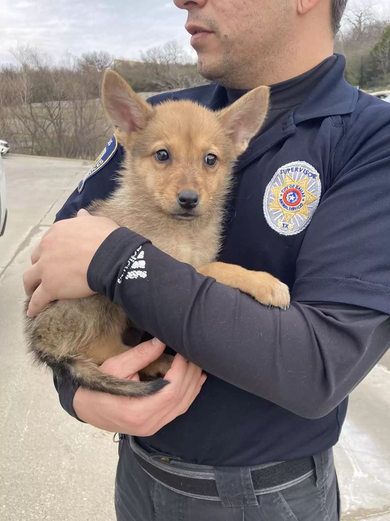 Os policiais resgataram um filhote de cachorro, mas depois não souberam se era mesmo um cãozinho. Foto: Reprodução/Dallas Animal Services and Adoption Center