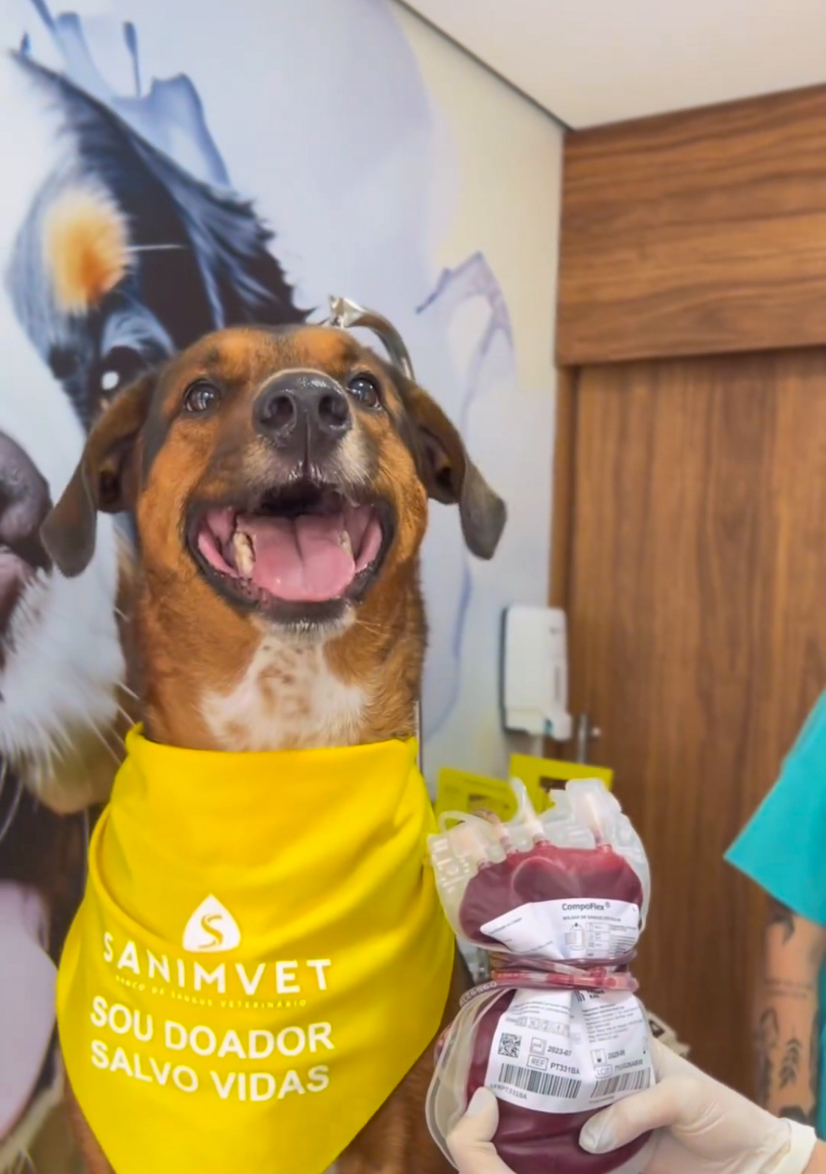 Cães que se tornaram doadores de sangue em edições anteriores da campanha Reprodução