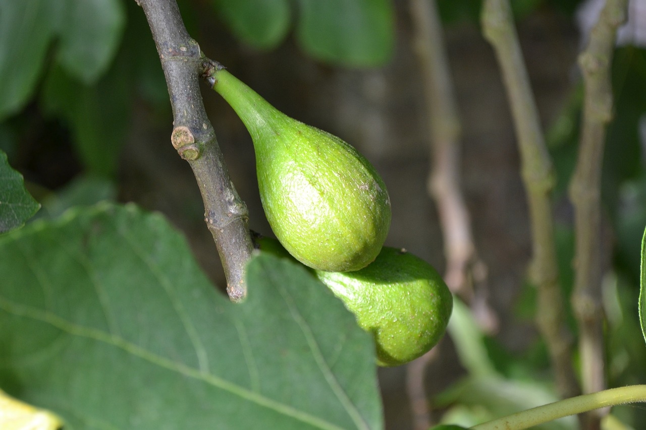 Além disso, a região Sul do Brasil também cultiva bastante o figo verde, destinado à indústria, na fabricação de compotas e geleias. A safra gaúcha ocorre entre fevereiro e março, enquanto São Paulo e Minas Gerais colhem de novembro a abril. Reprodução: Flipar