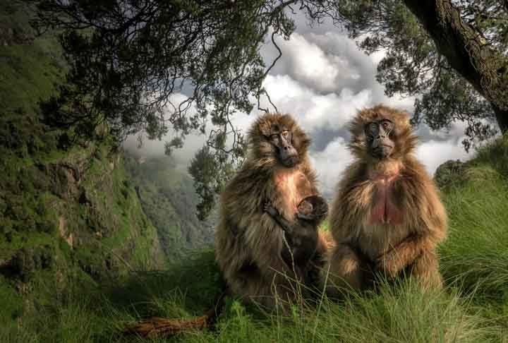 As Pastagens Geladas, Montanhas Simien, Etiópia. Reprodução: Flipar