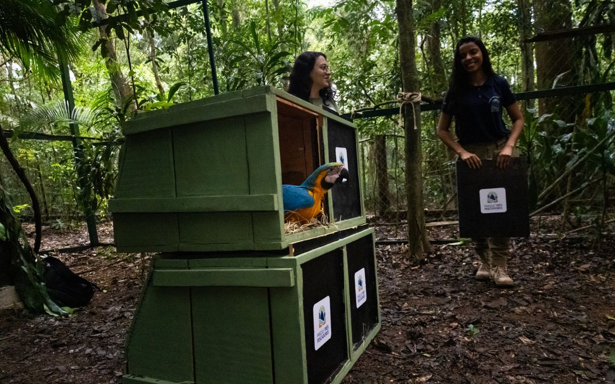 Araras-canindés voltam à Floresta da Tijuca após dois séculos de extinção. Foto: Divulgação/Flavia Zagury