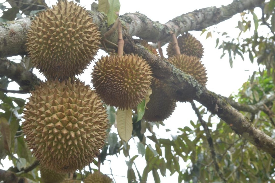 A árvore da durian pode atingir 50 metros de altura.  Reprodução: Flipar