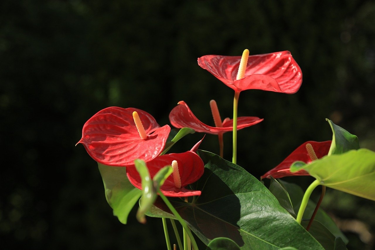 Anthurium andraeanum, conhecido como antúrio vermelho, é nativo da Colômbia e do Equador. Esta planta é muito cultivada em jardins e interiores no Brasil, EUA e Colômbia. Suas flores duram o ano inteiro, com brácteas vermelhas que envolvem uma inflorescência discreta.
 Reprodução: Flipar