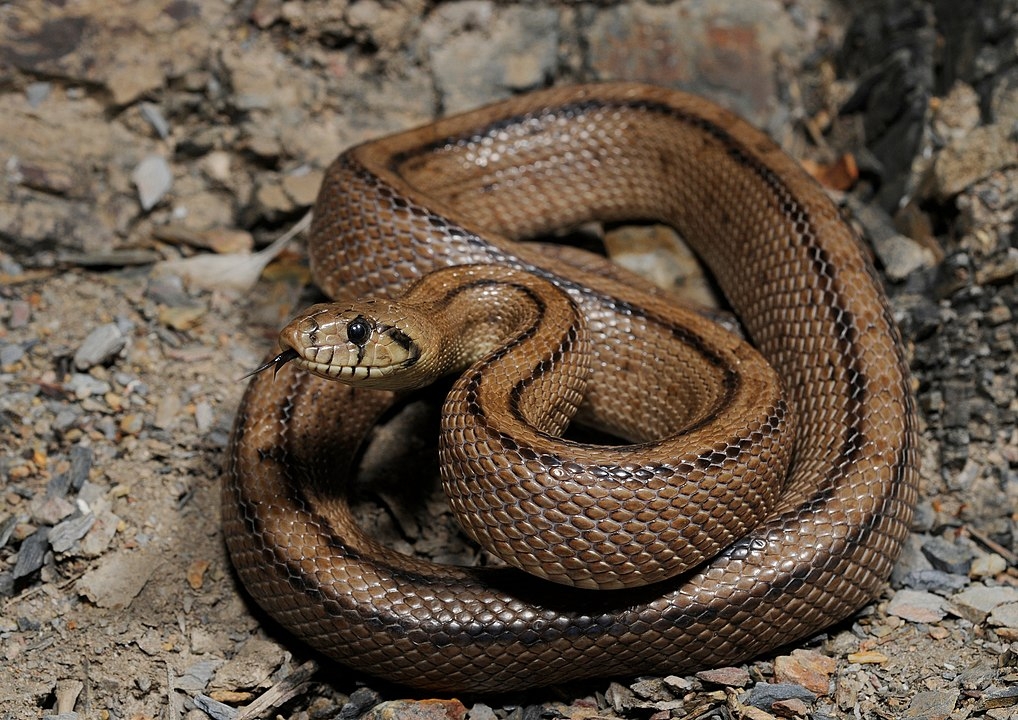 Ainda segundo a reportagem, a cobra que estava no brócolis é da espécie cobra-de-escada, que existe em vários países da Europa Certamente, um filhotinho, para caber no brócolis. Essa cobra não é venenosa. Reprodução: Flipar