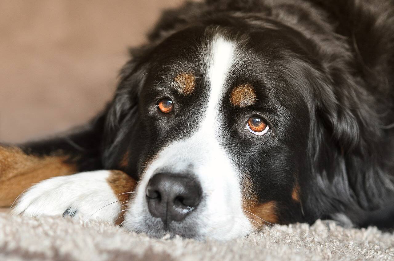 Bernese Mountain Dog. Foto: Pixabay