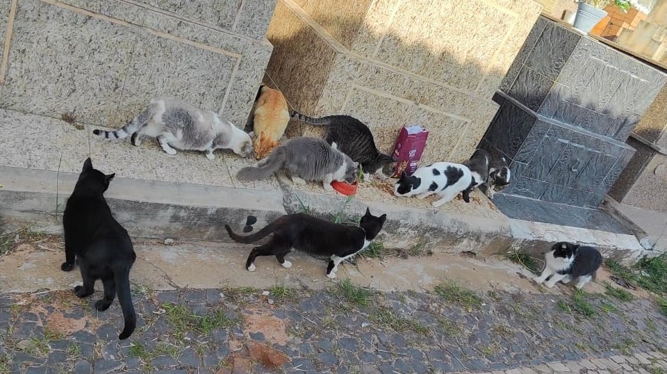 Voluntários vão diariamente cuidar da alimentação dos felinos. Foto: Reprodução/Aline Sebânica - 28/06/2023