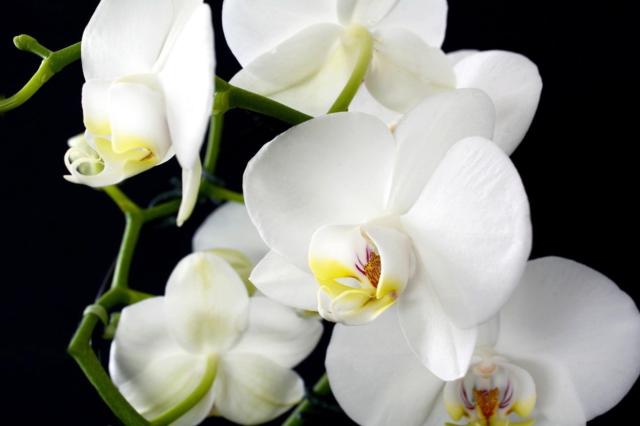 Remova flores murchas e folhas secas com tesouras limpas e esterilizadas para evitar a propagação de doenças. Após a floração, corte a haste floral acima do terceiro nó para incentivar uma nova floração. Reprodução: Flipar