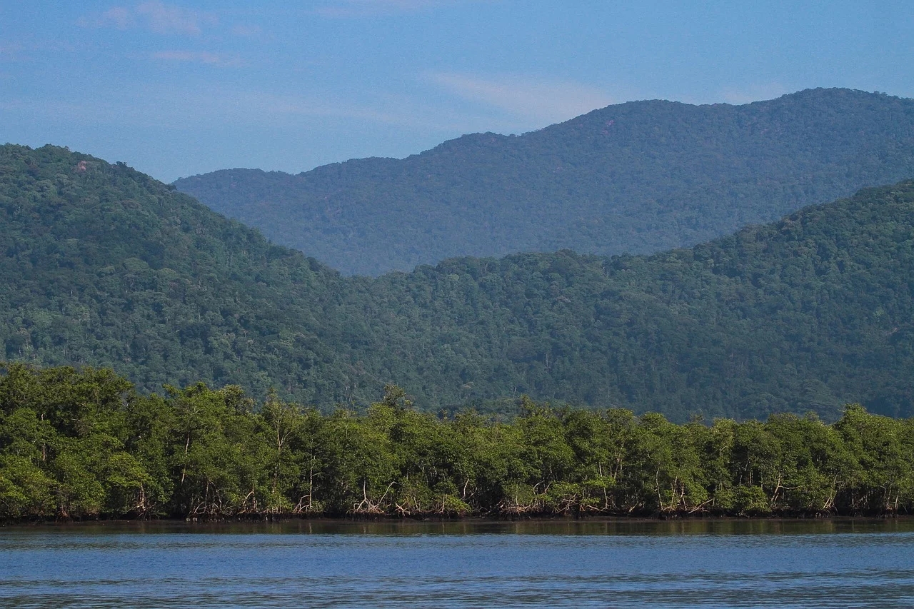 A exploração madeireira, o garimpo, o desmatamento e as mudanças climáticas são fatores de risco. Veja algumas espécies que também estão ameaçadas:  Reprodução: Flipar