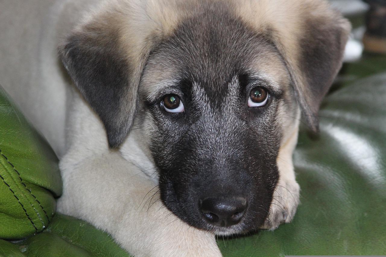 Conheça o Pastor de Kangal