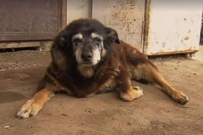 Cão mais velho do mundo faleceu aos 30 anos. Foto: 7news/Reprodução