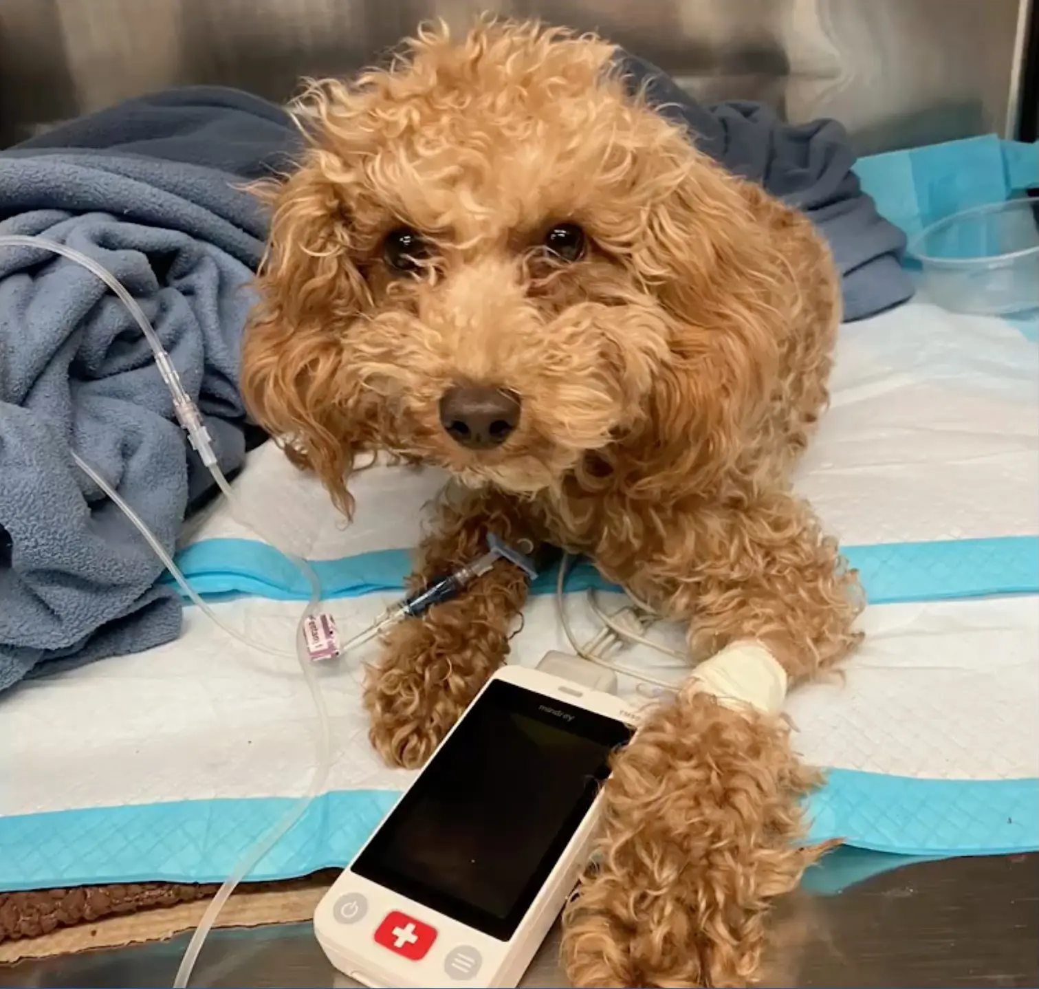 Rocket, um poodle miniatura de apenas 1 ano de idade, sofreu várias lesões e terá que fazer fisioterapia por algumas semanas Reprodução/Polícia de Nova York