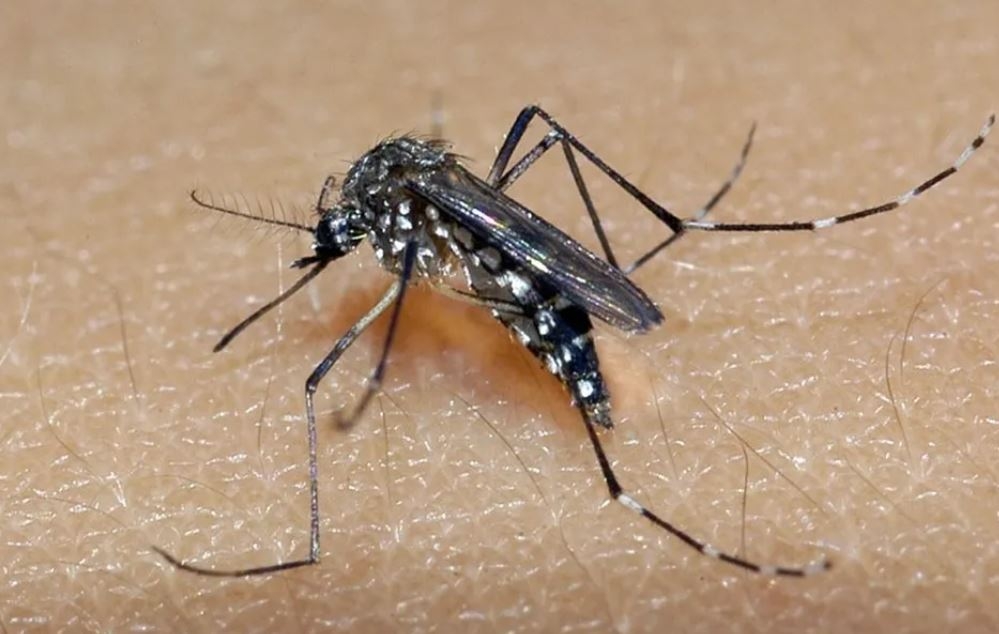 O mosquito Andes aegypti, além da dengue, também é o transmissor da zika e da chikungunya.   Reprodução: Flipar