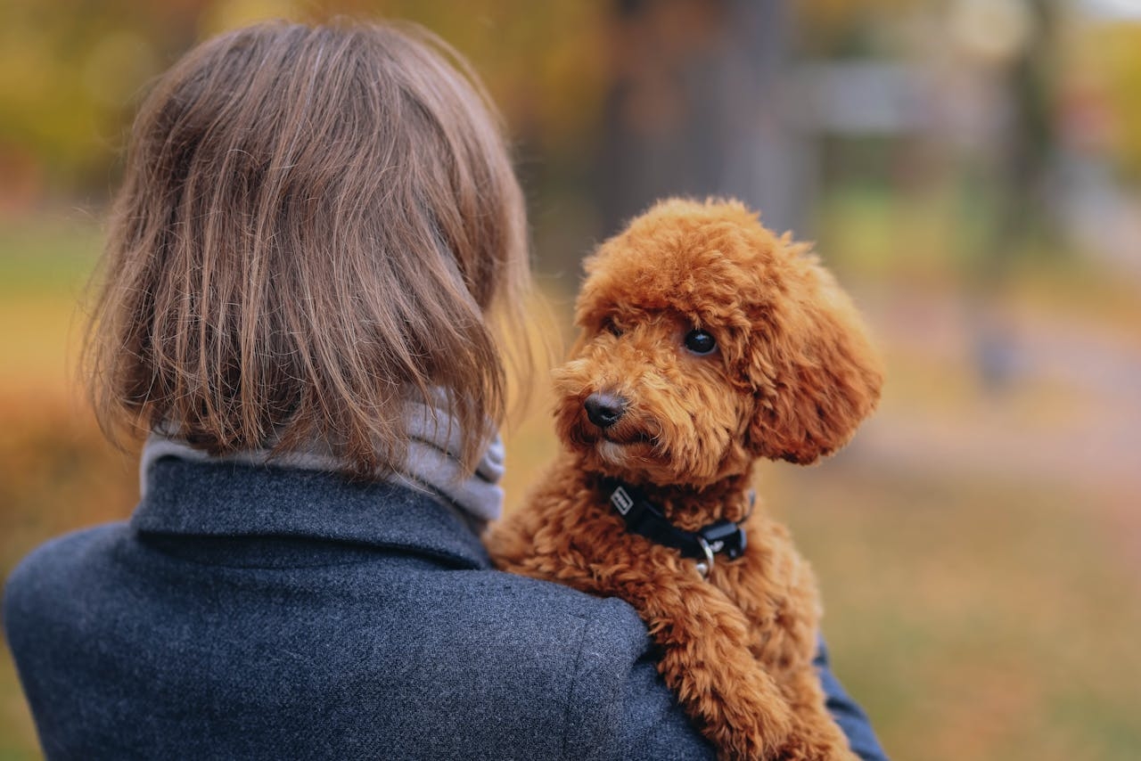 Com o tempo, o Poodle foi se tornando uma raça popular na França, onde passou a ser altamente valorizado pela nobreza. Foi então que o Poodle começou a ser criado em diferentes tamanhos: o Toy, o Miniatura e o Standard, com o Standard sendo o original.  Reprodução: Flipar