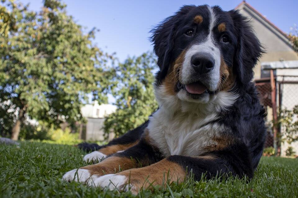 O Bernsese é um cachorro de porte grande e de temperamento calmo e gentil. Foto: Pixabay
