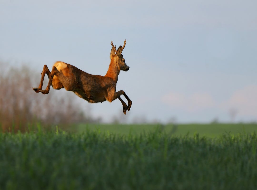 Os cervos tiveram grande importância histórica como animal de caça e como  fonte de alimento. Eles podem atingir uma velocidade de 70 km/h.   Reprodução: Flipar