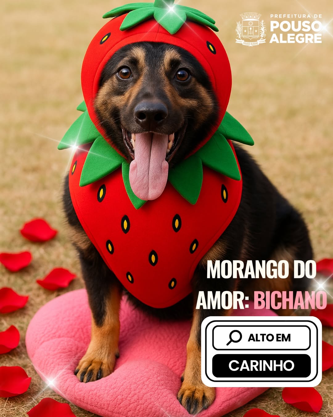 Animais vestidos de ‘morango do amor’ viram destaque em campanha de adoção em MG. Foto: Instagram/@prefeituradepousoalegre