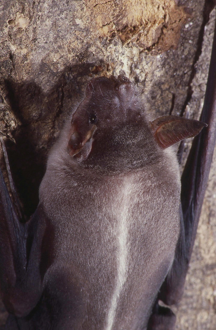 Morcego pescador - Seu som pode alcançar 140 decibéis. Entretanto, a frequência superior a 20 kHz faz com que o ruído não seja audível para o ser humano. Ele usa o ruído para a localização de presas.  Reprodução: Flipar