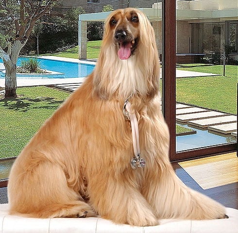 Galgo Afegão (Afghan Hound):  É  um cão de porte nobre e elegante, com pelagem longa e sedosa. É independente, leal e pode ser reservado com estranhos, mas é afetuoso e brincalhão com a família. Reprodução: Flipar