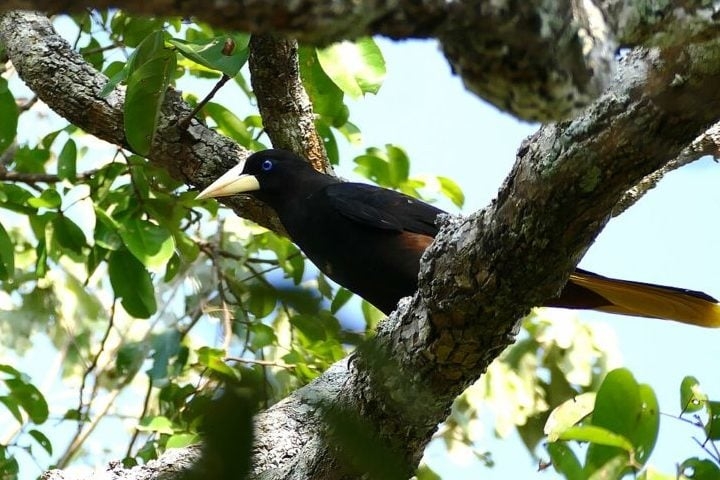 Distribuído em florestas da América do Sul, incluindo Panamá, Trinidad, Peru, Bolívia e Amazônia brasileira, o japiim se alimenta principalmente de insetos, mas também consome frutas e néctar. Reprodução: Flipar