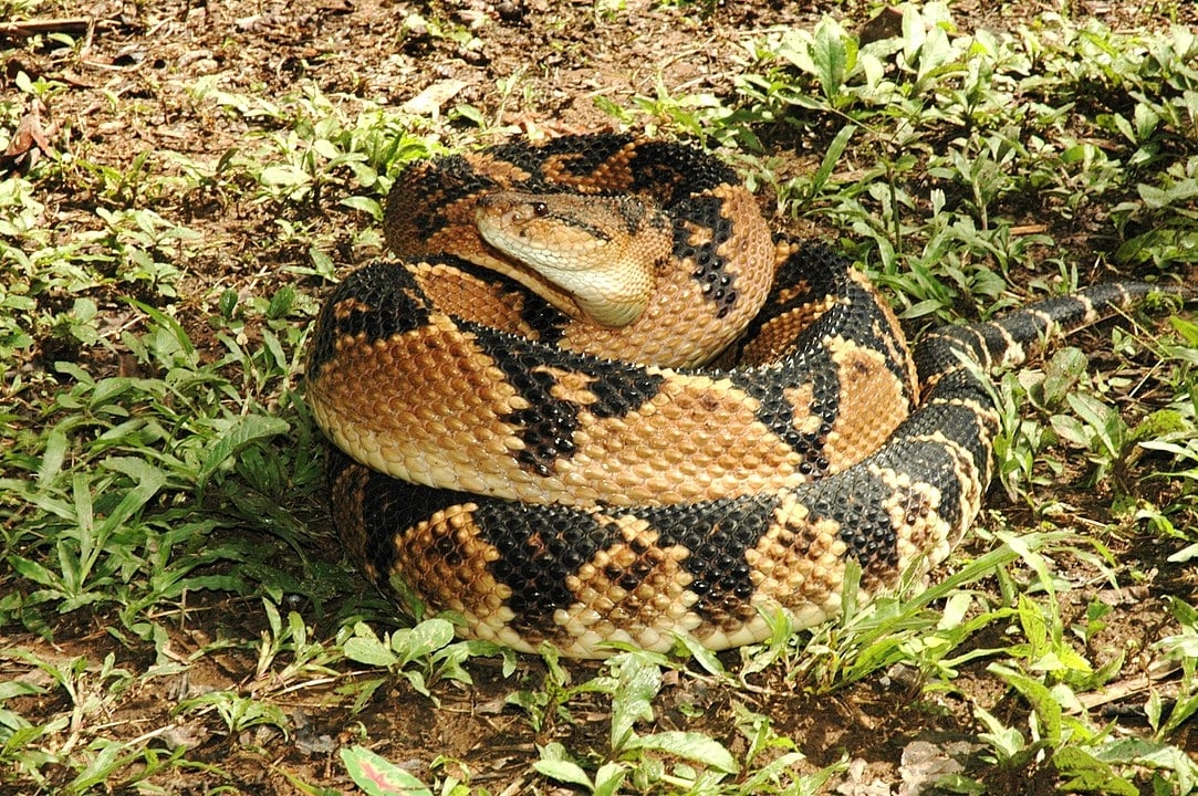  Surucucu pico-de-jaca - É a maior cobra venenosa da América: até 3m de comprimento. Tem manchas pretas em formato de losangos. A ponta da causa tem escamas e a extremidade que faz lembrar um espinho. Seu veneno causa hemorragias Reprodução: Flipar