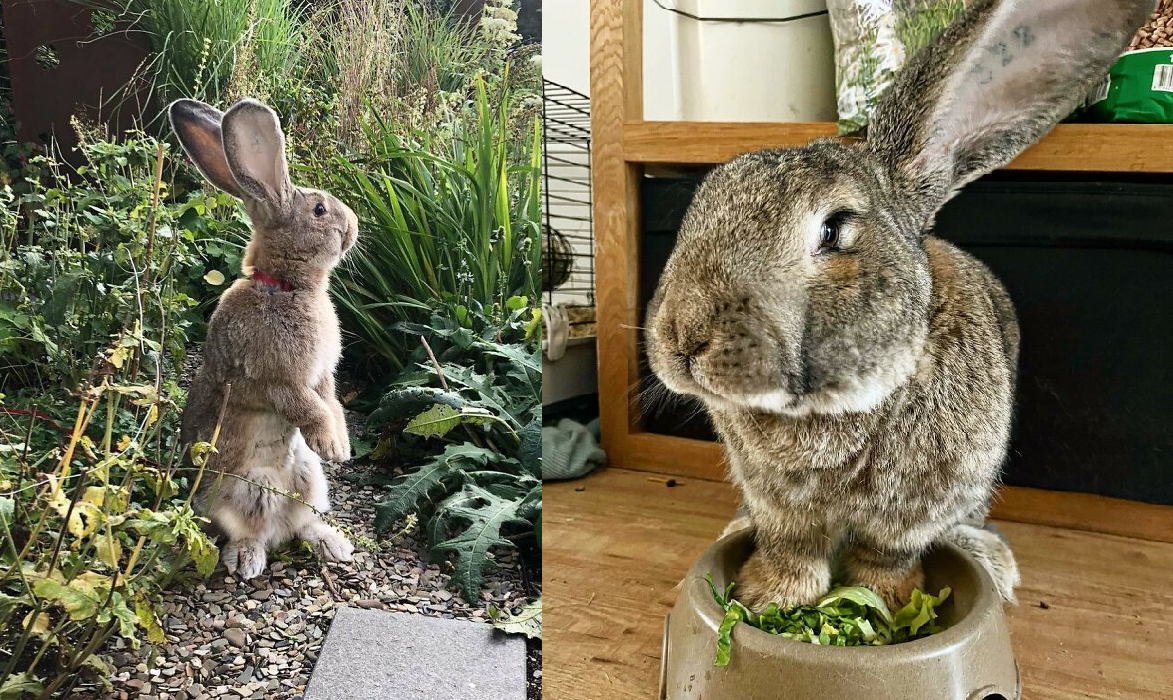 Guus não gosta de comidas que coelhos geralmente gostam. Foto: Reprodução/Instagram